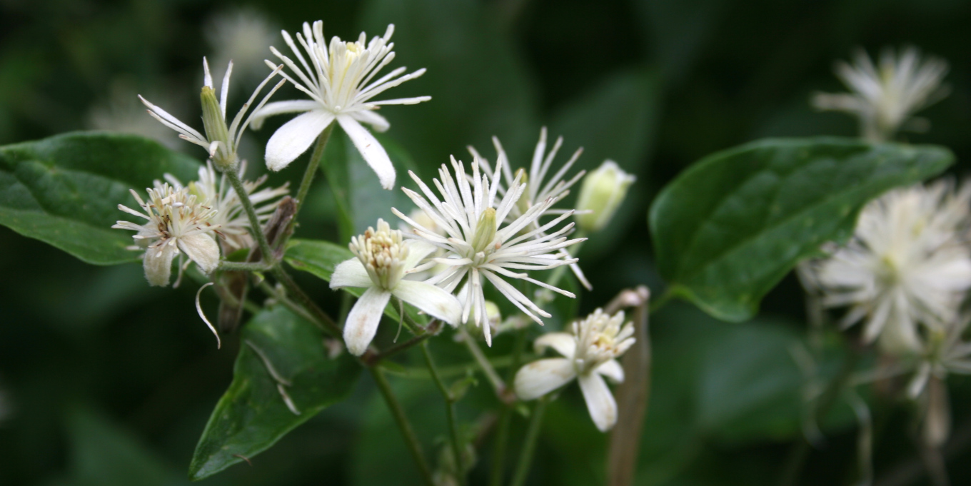 Clématite des haies